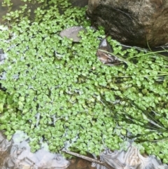 Callitriche stagnalis at Aranda, ACT - 27 Aug 2021