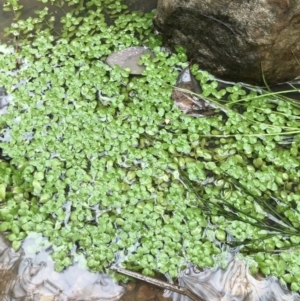 Callitriche stagnalis at Aranda, ACT - 27 Aug 2021