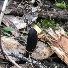 Geoglossum (Earth tongue) at Aranda, ACT - 27 Aug 2021 by MattFox