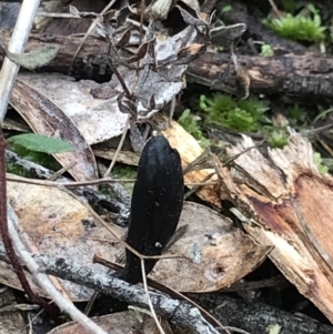 Geoglossum at Aranda, ACT - 27 Aug 2021 01:42 PM