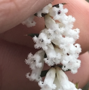 Leucopogon fletcheri subsp. brevisepalus at Cook, ACT - 27 Aug 2021