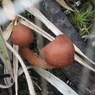 Unidentified Fungus at Cook, ACT - 27 Aug 2021 by MattFox