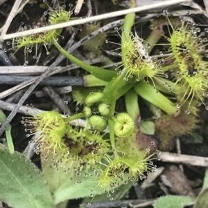 Drosera sp. at Cook, ACT - 27 Aug 2021