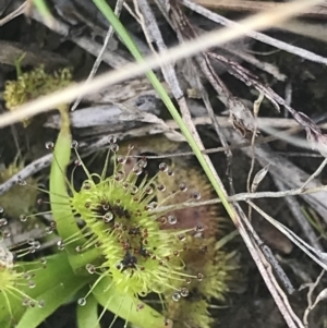 Drosera sp. at Cook, ACT - 27 Aug 2021 12:21 PM