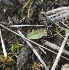 Tetrigidae (family) (Pygmy grasshopper) at Cook, ACT - 27 Aug 2021 by MattFox