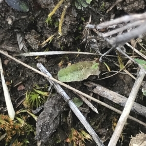 Tetrigidae (family) at Cook, ACT - 27 Aug 2021