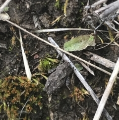 Tetrigidae (family) at Cook, ACT - 27 Aug 2021