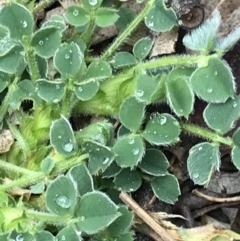 Medicago lupulina (Black Medic) at Aranda Bushland - 27 Aug 2021 by MattFox