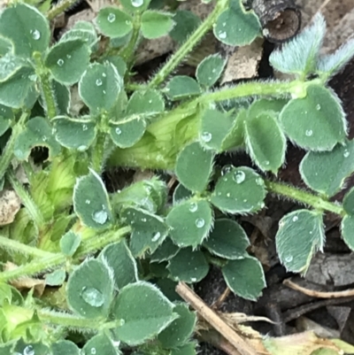 Medicago lupulina (Black Medic) at Aranda Bushland - 27 Aug 2021 by MattFox