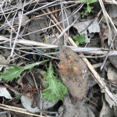 Convolvulus angustissimus subsp. angustissimus at Holt, ACT - 27 Aug 2021 by MattFox