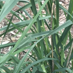 Dactylis glomerata at Holt, ACT - 27 Aug 2021 12:42 PM