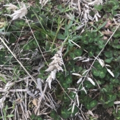 Eragrostis brownii at Cook, ACT - 27 Aug 2021 12:20 PM