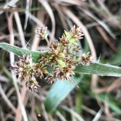 Luzula densiflora (Dense Wood-rush) at Cook, ACT - 27 Aug 2021 by MattFox