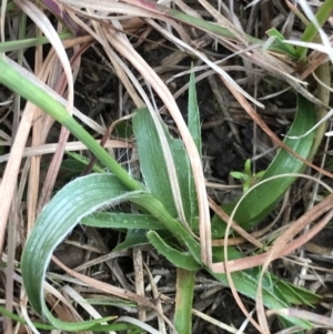 Luzula densiflora at Cook, ACT - 27 Aug 2021