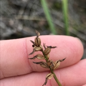 Corunastylis sp. at Aranda, ACT - 27 Aug 2021