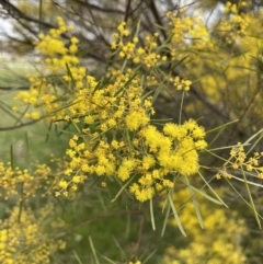 Acacia boormanii (Snowy River Wattle) at Hall, ACT - 26 Aug 2021 by JaneR