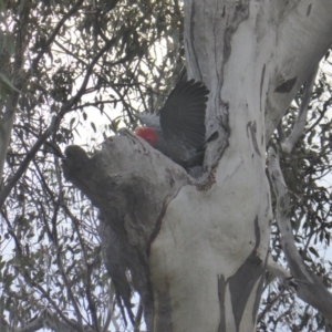 Callocephalon fimbriatum at O'Malley, ACT - 26 Aug 2021