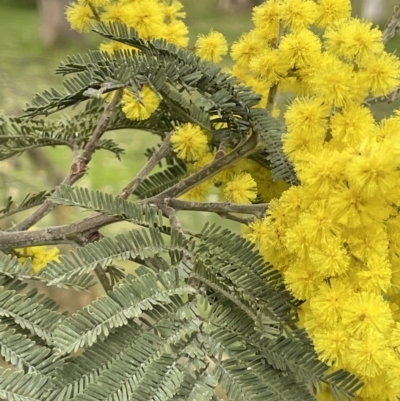 Acacia dealbata (Silver Wattle) at Hall, ACT - 26 Aug 2021 by JaneR