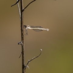 Austrolestes sp. (genus) (Ringtail damselfy) at Majura, ACT - 15 Aug 2021 by trevsci