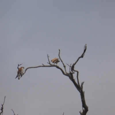 Falco cenchroides (Nankeen Kestrel) at O'Malley, ACT - 26 Aug 2021 by Mike