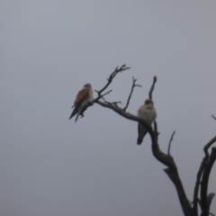 Falco cenchroides at O'Malley, ACT - 26 Aug 2021 04:31 PM