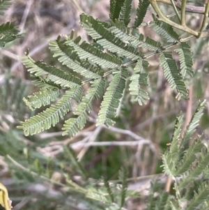 Acacia decurrens at Hall, ACT - 26 Aug 2021 03:35 PM