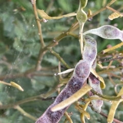 Acacia decurrens at Hall, ACT - 26 Aug 2021 03:35 PM