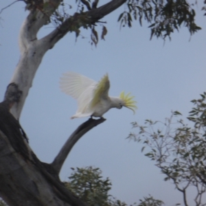 Cacatua galerita at O'Malley, ACT - 26 Aug 2021