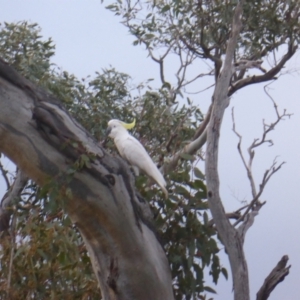 Cacatua galerita at O'Malley, ACT - 26 Aug 2021