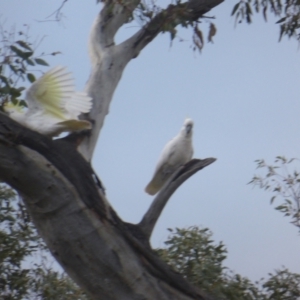 Cacatua galerita at O'Malley, ACT - 26 Aug 2021