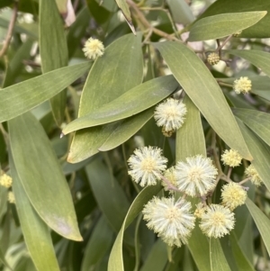 Acacia melanoxylon at Hall, ACT - 26 Aug 2021