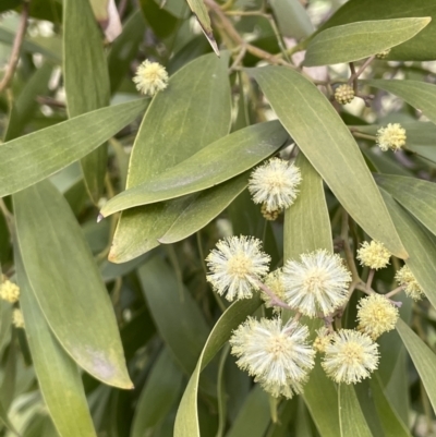 Acacia melanoxylon (Blackwood) at Hall, ACT - 26 Aug 2021 by JaneR