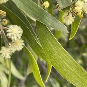 Acacia melanoxylon at Hall, ACT - 26 Aug 2021