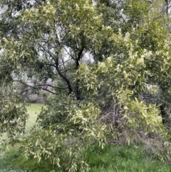 Acacia melanoxylon at Hall, ACT - 26 Aug 2021