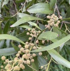 Acacia melanoxylon at Hall, ACT - 26 Aug 2021