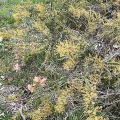 Acacia cultriformis at Hall, ACT - 26 Aug 2021