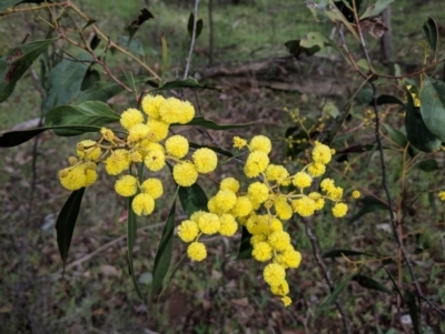 Acacia pycnantha (Golden Wattle) at Chiltern, VIC - 3 Aug 2019 by Darcy