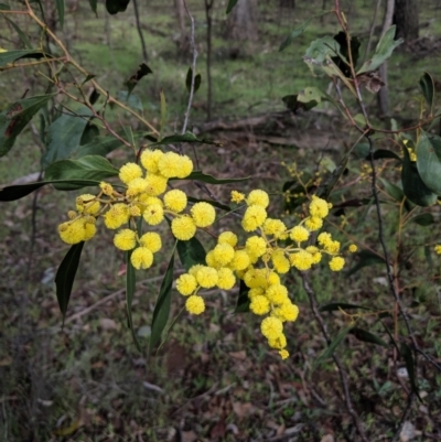 Acacia pycnantha (Golden Wattle) at Chiltern, VIC - 3 Aug 2019 by Darcy