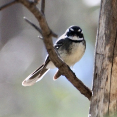 Rhipidura albiscapa (Grey Fantail) at Springdale Heights, NSW - 26 Aug 2021 by PaulF