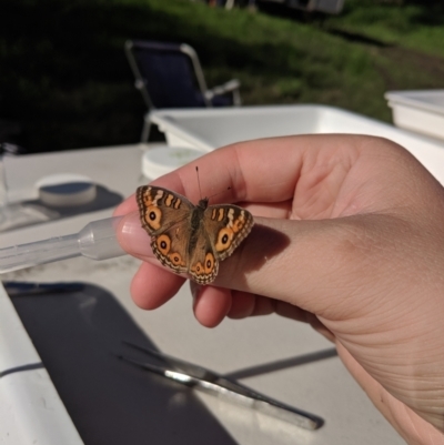 Junonia villida (Meadow Argus) at Gundowring, VIC - 13 May 2019 by Darcy