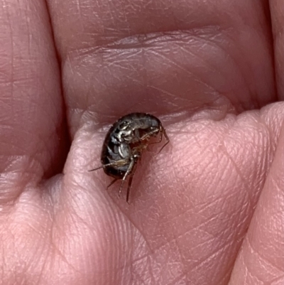 Amphipod (order Amphipoda, family Talitridae) (Lawn shrimp, landhopper) at Murrumbateman, NSW - 27 Aug 2021 by SimoneC