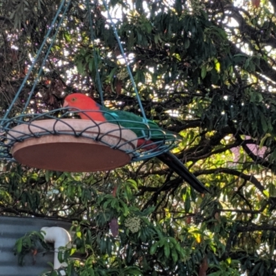 Alisterus scapularis (Australian King-Parrot) at Wellington, NSW - 4 Oct 2019 by Darcy