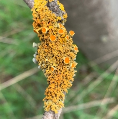 Teloschistes sp. (genus) (A lichen) at Murrumbateman, NSW - 27 Aug 2021 by SimoneC