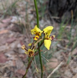 Diuris sulphurea at Alexandra, VIC - suppressed