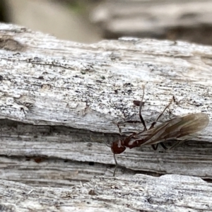 Papyrius sp. (genus) at Tuggeranong DC, ACT - 27 Aug 2021