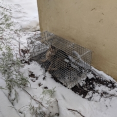 Felis catus (Feral Cat) at Mount Buller, VIC - 13 Nov 2019 by Darcy