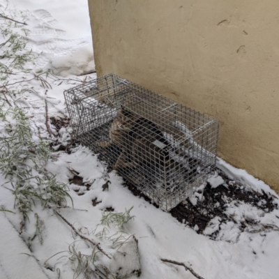 Felis catus (Feral Cat) at Mount Buller, VIC - 13 Nov 2019 by Darcy
