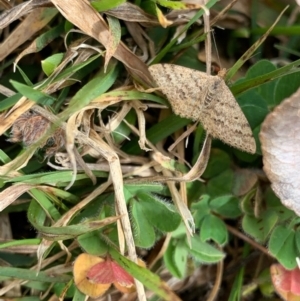 Scopula rubraria at Murrumbateman, NSW - 27 Aug 2021