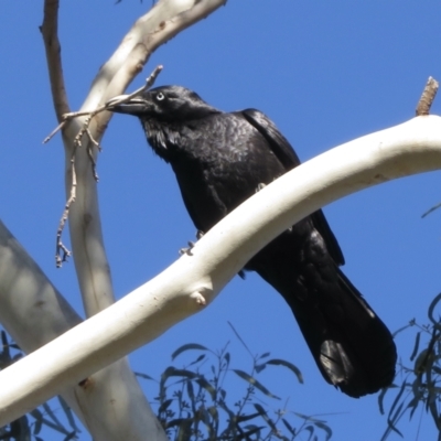 Corvus coronoides (Australian Raven) at Narrabundah, ACT - 25 Aug 2021 by RobParnell