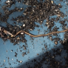 Caenoplana bicolor at Higgins, ACT - 26 Aug 2021